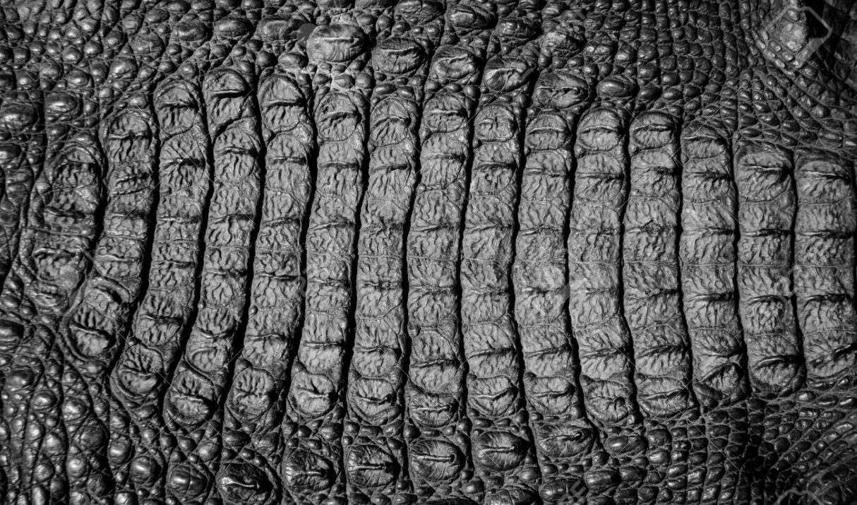 Crocodile leather sheet showing detailed natural texture. Soft and durable crocodile leather for fashion and upholstery. Luxury crocodile leather hide prepared for artisan crafting