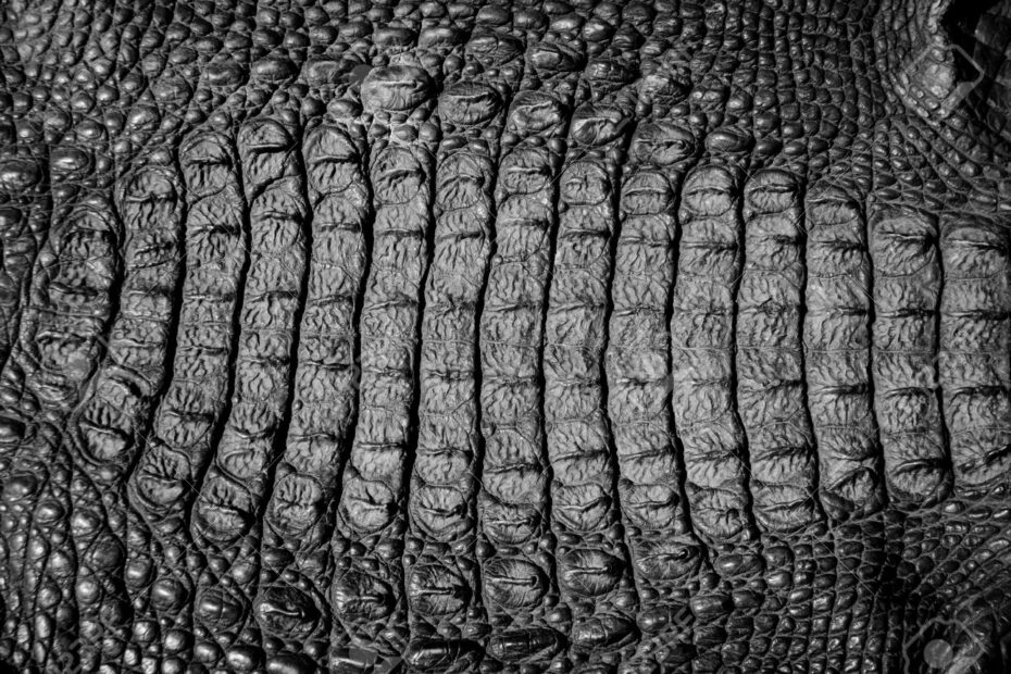 CROCODILE